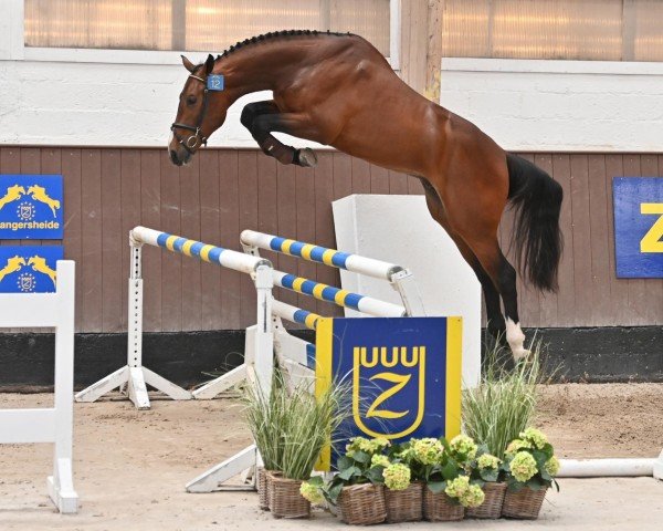 Deckhengst Sky Blue-k van 't Kattenheye (Belgisches Warmblut, 2018, von Le Blue Diamond v't Ruytershof)