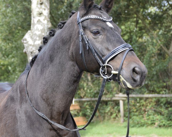 dressage horse Hot Chocolate E (Hanoverian, 2006, from Hochadel)