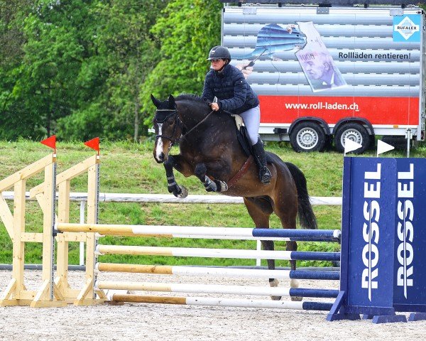 jumper Balou S CH (Swiss Warmblood, 2019, from Balou Star)