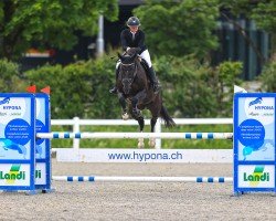 Springpferd Perry's Loxy CH (Schweizer Warmblut, 2017, von Loxy de La Reselle CH)