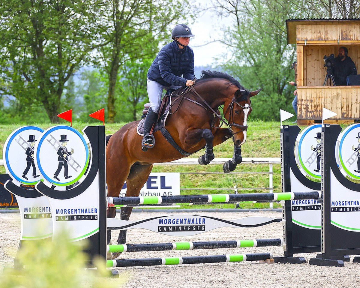 jumper Acorda CH (Swiss Warmblood, 2019, from All Music)