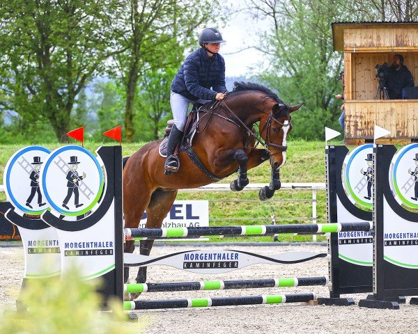 Springpferd Acorda CH (Schweizer Warmblut, 2019)