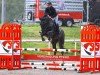 Springpferd Beach Commander CH (Schweizer Warmblut, 2019, von Croesus)