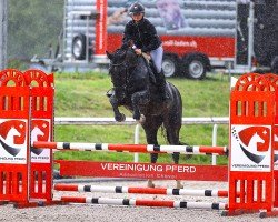 jumper Beach Commander CH (Swiss Warmblood, 2019, from Croesus)