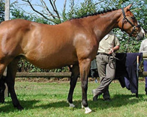 broodmare Goldley (Selle Français, 1994, from Jalisco B)
