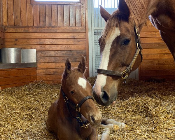 horse Hengst von Curlin xx (Thoroughbred, 2021, from Curlin xx)