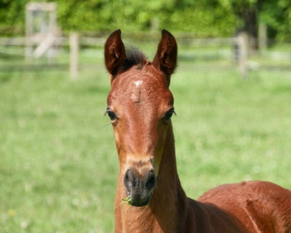 dressage horse Franz der Erste JS (Westphalian, 2023, from Feinsten)