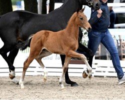 foal by Voodoo (Hanoverian, 2024, from Vitalis)