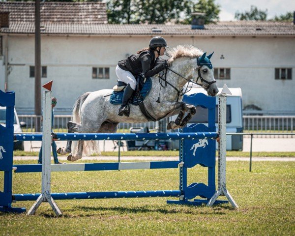 stallion Del Mio (German Riding Pony, 2017, from Del Piero 25)