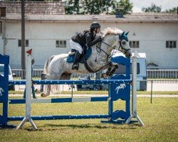 Deckhengst Del Mio (Deutsches Reitpony, 2017, von Del Piero 25)