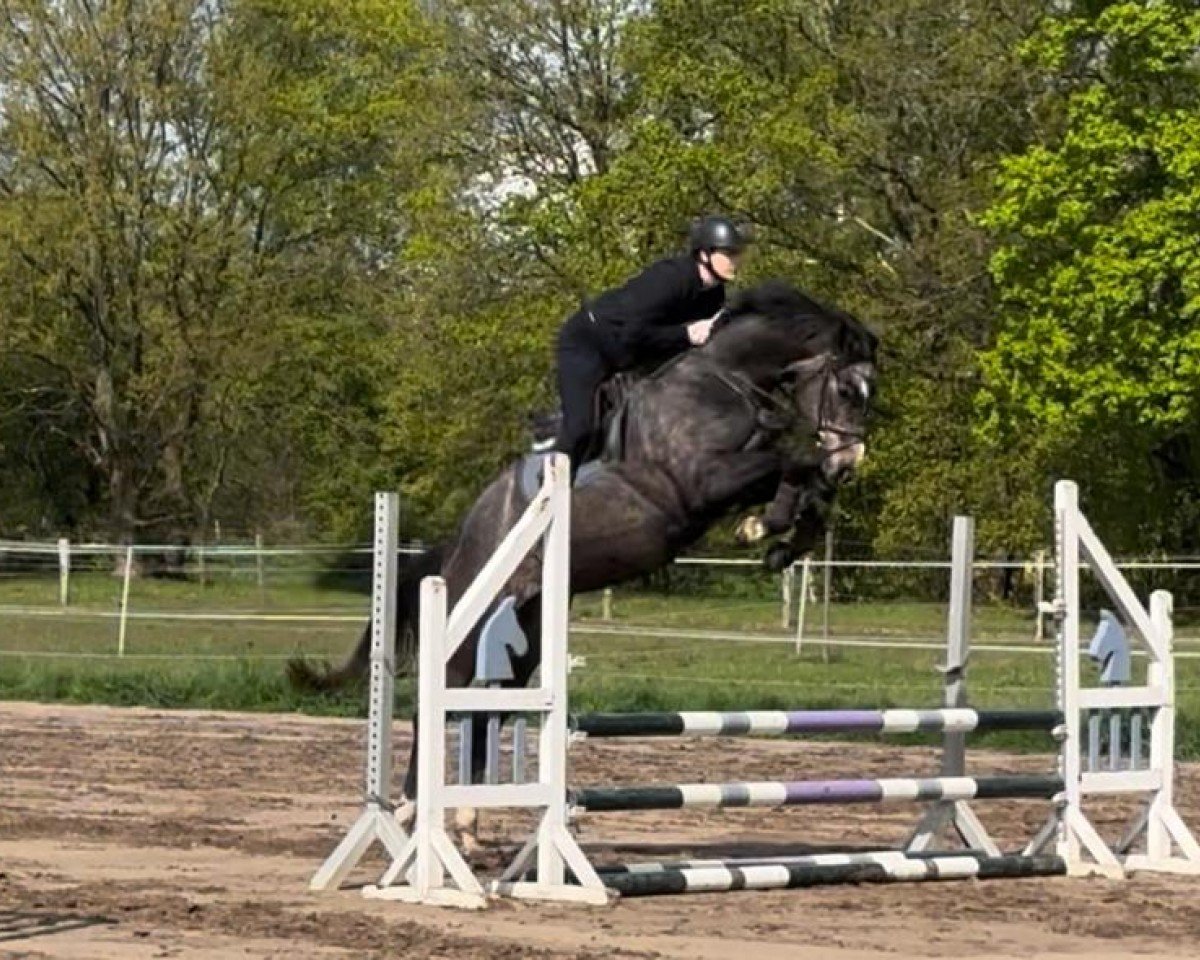 jumper Chacyuva (Oldenburg show jumper, 2020, from Chacfly PS)
