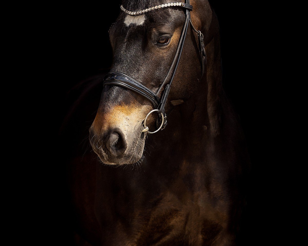 Dressurpferd Viva Vino (Ungarisches Warmblut, 2014)