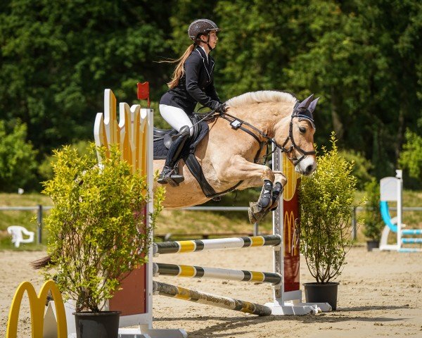 dressage horse Frids 3 (Fjord Horse, 2012)