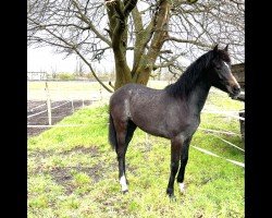 jumper Divamyuva (Oldenburg show jumper, 2023, from Dia Corrado)