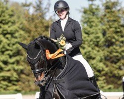 dressage horse Henry 373 (Hanoverian, 2009, from Hochadel)