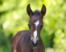 foal Diarella (Oldenburger, 2024, from Diamantenglanz)