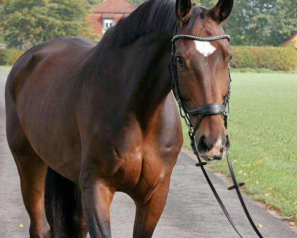 dressage horse Sandrokan (Westphalian, 2012)