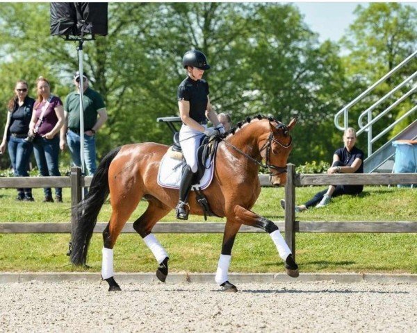 dressage horse Miss Margret (Holsteiner, 2019, from Don Martillo)