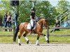 dressage horse Miss Margret (Holsteiner, 2019, from Don Martillo)