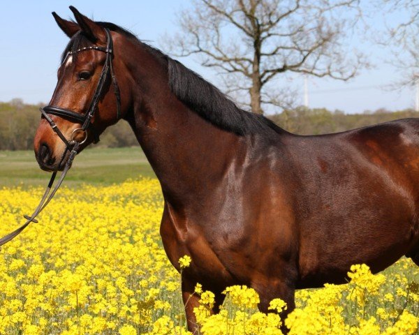 dressage horse Loui (Hanoverian, 2016, from Londontime)