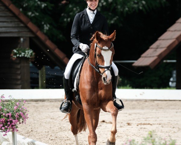 dressage horse Henri 38 (German Riding Pony, 2020, from Herzzauber D)