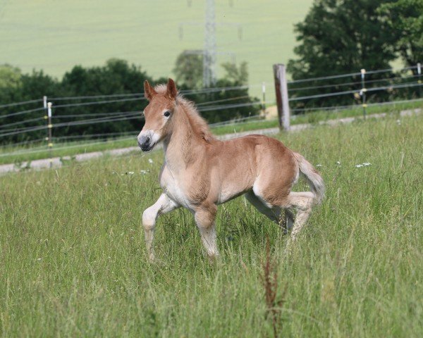 foal by Frühlingstanz LB (Haflinger, 2024, from Amerigo)