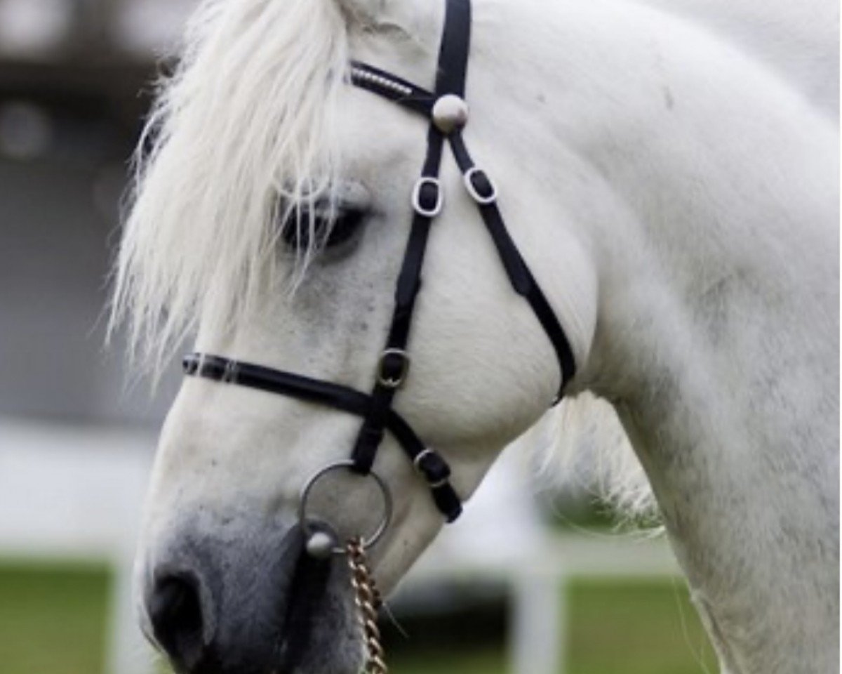 Deckhengst Knockillaree Tomas (Connemara-Pony, 1998, von Calla Boy)