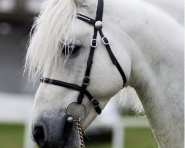 stallion Knockillaree Tomas (Connemara Pony, 1998, from Calla Boy)