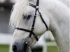 stallion Knockillaree Tomas (Connemara Pony, 1998, from Calla Boy)