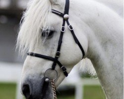 stallion Knockillaree Tomas (Connemara Pony, 1998, from Calla Boy)