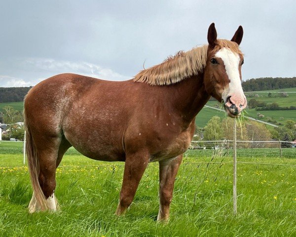 horse Elli (Polish Warmblood, 2018)