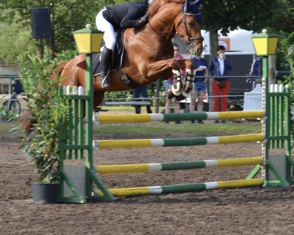 dressage horse Sandpiper (German Sport Horse, 2019, from Watermill Scandic)