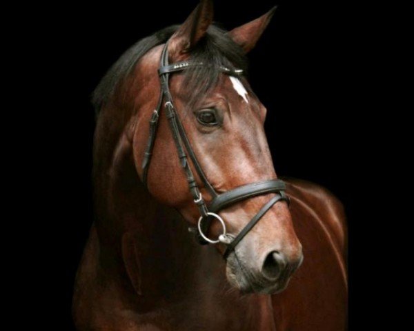 Springpferd Olympus-P (Belgisches Warmblut, 2014, von Kannan)