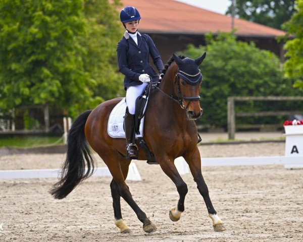 dressage horse Escorial (Westphalian, 2014, from Estobar NRW)