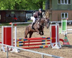 Springpferd Harald Halunke (Polnisches Warmblut, 2017, von Rulon)