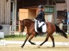 dressage horse Alisia 3 (Haflinger Mix, 2007)