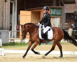 dressage horse Alisia 3 (Haflinger Mix, 2007)