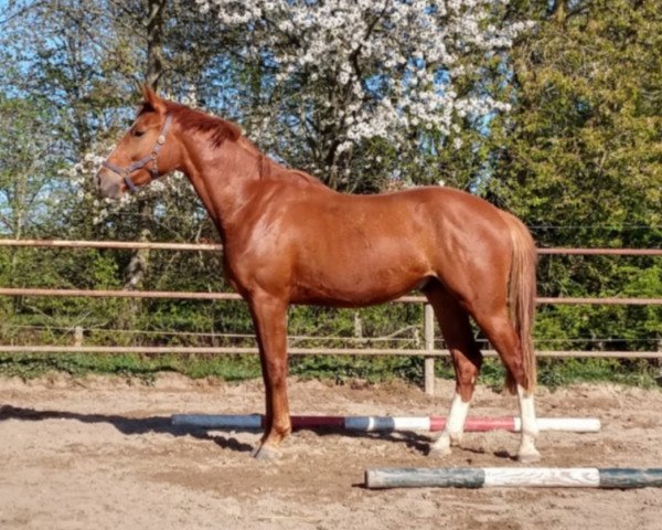 Springpferd Golden Sunrise-STW DA (KWPN (Niederländisches Warmblut), 2017, von Hermandad)