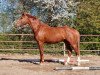 Springpferd Golden Sunrise-STW DA (KWPN (Niederländisches Warmblut), 2017, von Hermandad)