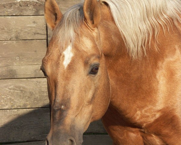 Deckhengst Mr Rietta Jac (Quarter Horse, 1990, von Hollywood Jac 86)