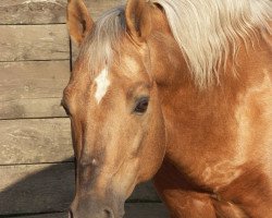 stallion Mr Rietta Jac (Quarter Horse, 1990, from Hollywood Jac 86)