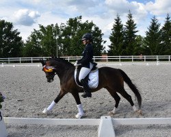 stallion Dj 42 (German Riding Pony, 2017, from Diamond Touch NRW)