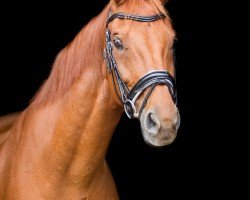 dressage horse Domino 944 (Hanoverian, 2006, from Dauphin)