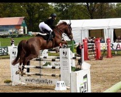 jumper Qualitos Son (Hanoverian, 2017, from Qualito)