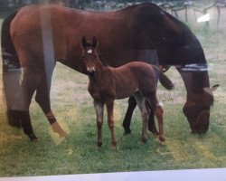 broodmare Sweet Lady (Hanoverian, 1981, from Servus)