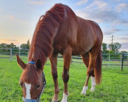 Springpferd Linda's Boy (Westfale, 2014, von Lordanos)