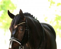 dressage horse Unglaublicher Udo (Oldenburg, 2011, from Uptown)