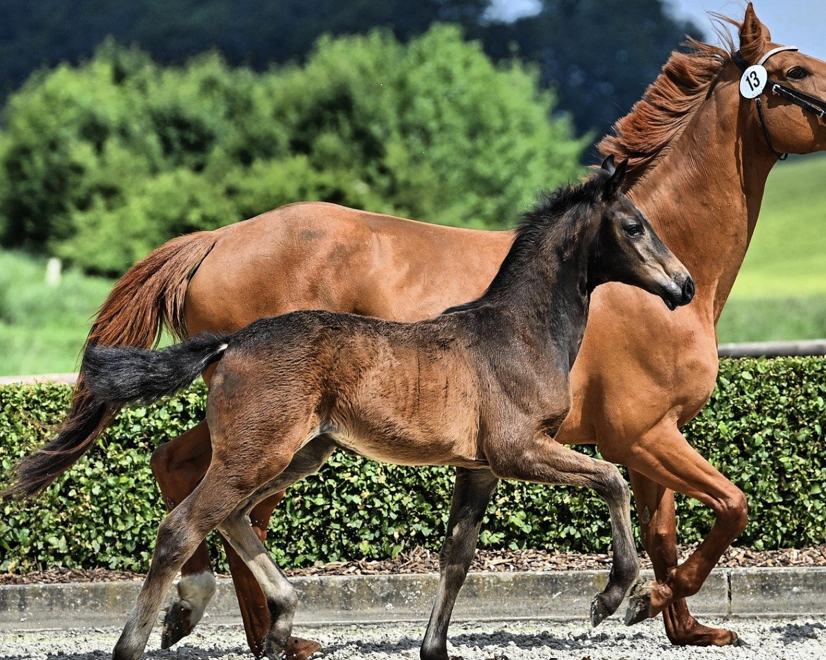 dressage horse Stute von Escamillo / Fürstenball (Hanoverian, 2024, from Escamillo)