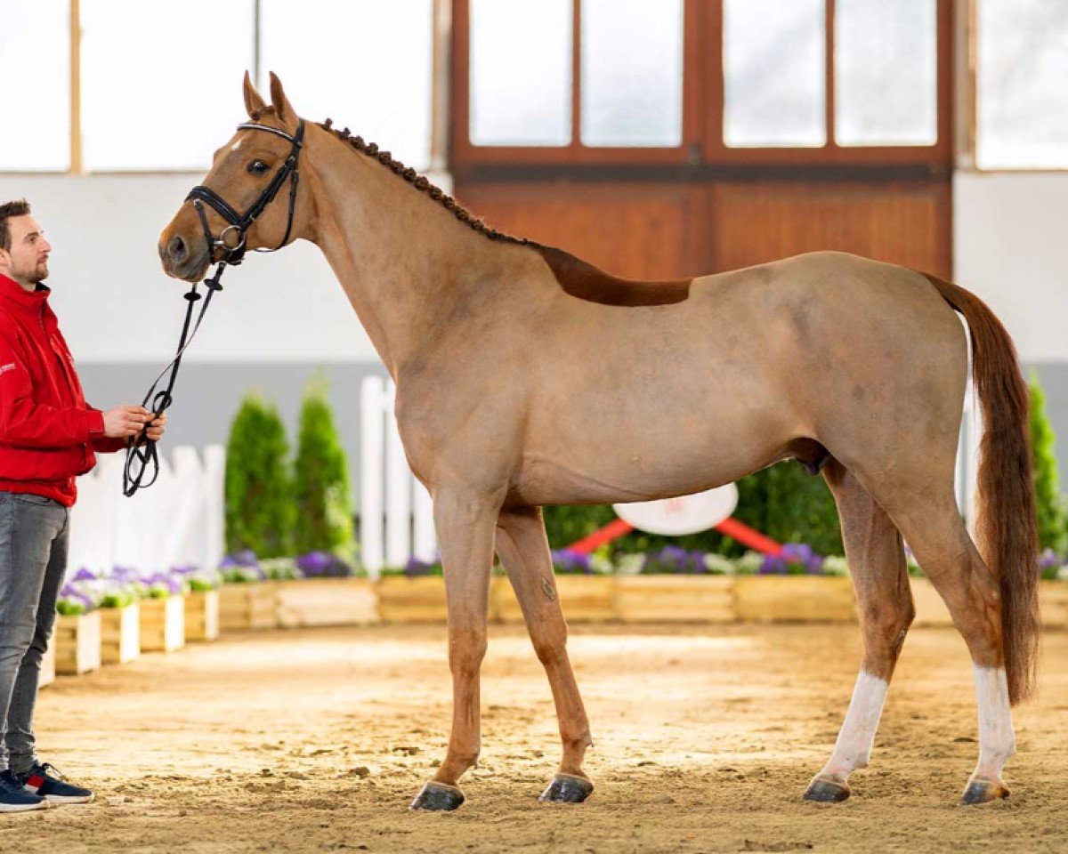 jumper Compressor (Hanoverian, 2016, from Comme il Faut)