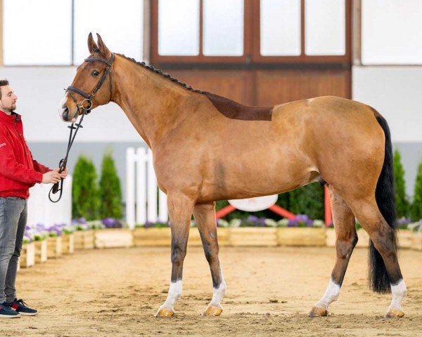 jumper Chacco's Caramelle (German Sport Horse, 2016, from Tannenhof's Chacco Chacco)